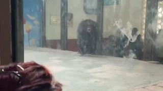 Orangutan: Tidak, sobat, bagaimana kamu bisa keluar?