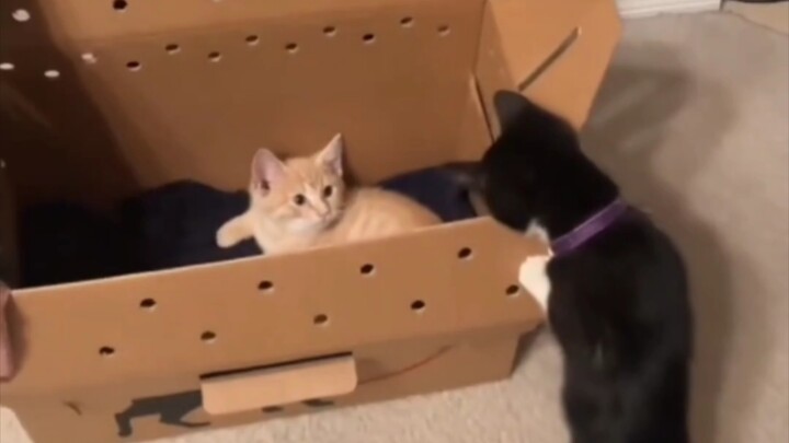 Saat Si Kucing Kecil Bertemu Teman Baru untuk Pertama Kalinya