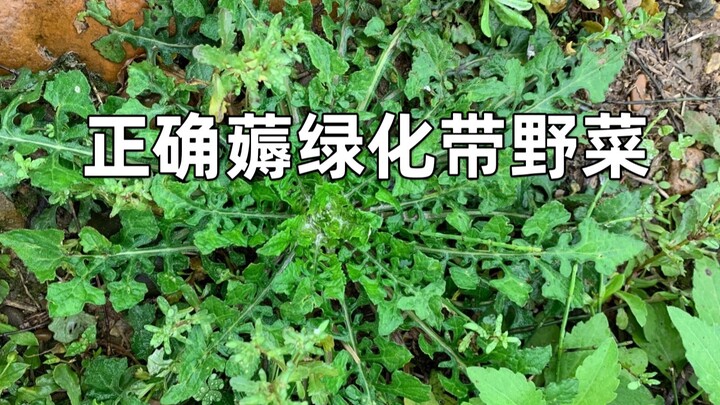 Identify popular wild vegetables in green belts.