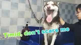 Pet Store Owner: Bathing The Husky Is Free If You Never Come Back