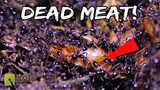 Marauder Ants Devour a Cockroach