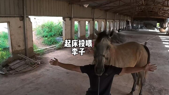 建造躲避屋......