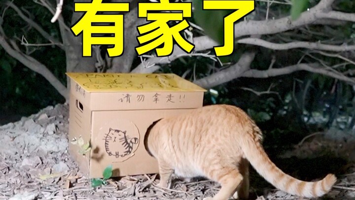 Build Cat Shelters with College Students to Give Stray Cats a Warm Home This Winter! Rescuing Stray 