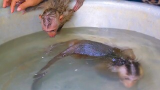 Routine Bathing!! Tiny Toto enjoys swimming when Mom takes a bath for her