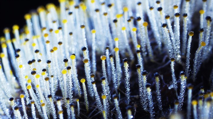 Immersive Fungal Exploration