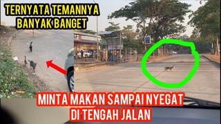 Masya Allah Begini Cara Tuhan Memberi Rezeki Kepada Kucing Jalanan Yang pada Lapar..!