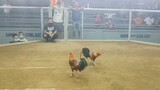 Lemon Sweater in action. 1-Cock Derby @ Batik Muntinlupa Coliseum
