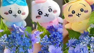 【จิอิคาวะ】นางฟ้าดอกไม้ตัวน้อยสามตัวบินไปที่ระเบียง