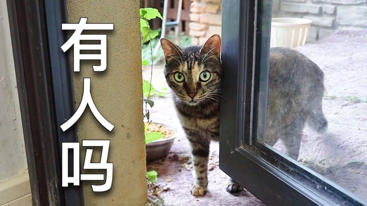 แมวจรจัดรวบรวมความกล้าเคาะประตูวิลล่า: ไม่อยากขยันแล้ว หาเศรษฐินีดีกว่า!