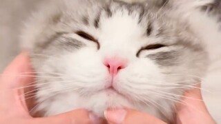 Fans came to my house to pet the cat, and the cat's head almost flew into a spark