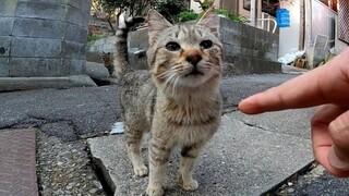 This Feral Cat Nudges its Head on My Hand. It's So Cute!