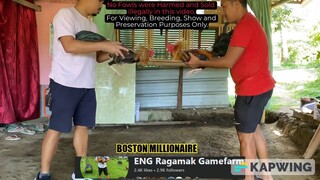 BOSTON MILLIONAIRE || ENG Ragamak GF