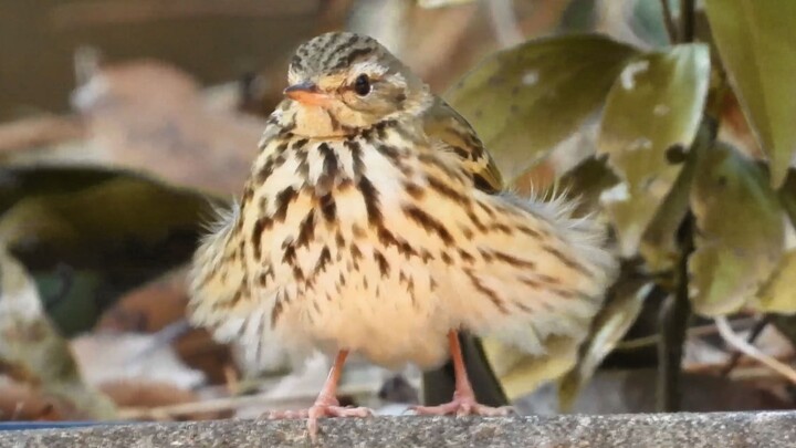 🥰🥰Gió ban cho chim nhỏ thêm một đôi cánh nhỏ nữa🥰🥰