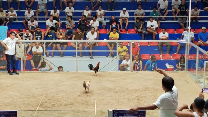 Our Relentless Dom - Draw