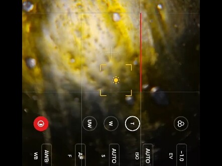 mi13 Observing Onion Epidermal Cells