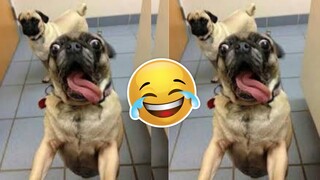 💥Best Dog Injection Bloopers Viral Weekly😅😜 of November | Funny Animal Videos💥👌