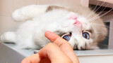 Mèo nhỏ đùa nghịch làm nũng trên nóc tủ lạnh siêu đáng yêu