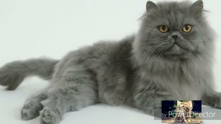 suara kucing manja persia