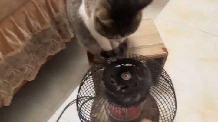 Mi’s a Coldie Too!