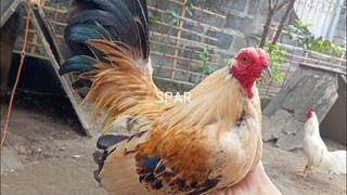 TALISAY vs LEMON HATCH spar