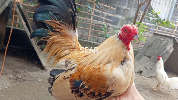 TALISAY vs LEMON HATCH spar