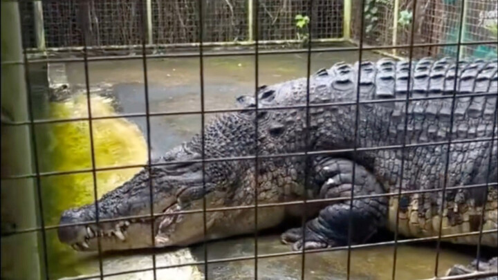 Saltwater Crocodile vs. Tiger: Who’s the Stronger? #SaltwaterCrocodile #MuggerCrocodile #AnimalScien