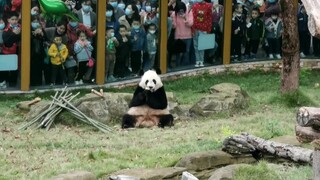 [Panda] Siapa Bintangnya?