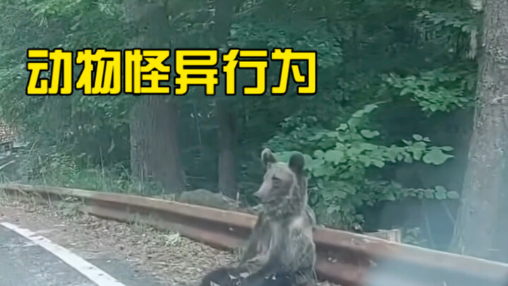 ชมพฤติกรรมพิลึกของสัตว์