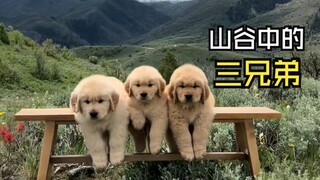 Those heartwarming animal videos!