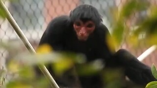 南京红山动物园的动物好有个性 就。。各有各美丽