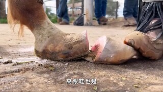 "إذا فقد الحصان تشيلسي، فلن يكون قادرًا على التخلص من اللآلئ الصغيرة في السرير ليلاً!"