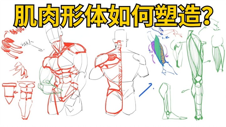 【Hướng dẫn vẽ cơ thể người】Phương pháp khái quát cấu trúc cơ bắp, sơ lược tầm quan trọng của việc vẽ