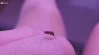 ยุงกินเลือด ฮาทุกฉาก ขำไม่ไหว！EP.21#Funny