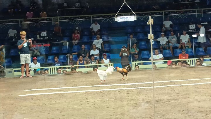 ALDREAM BULIK 1ST FIGHT WIN WPC GAPP QUEZON EARLYBIRD 1ST ELIMINATION