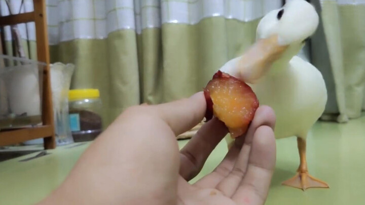[Call Duck]You Must Feed Me with Your Hand!