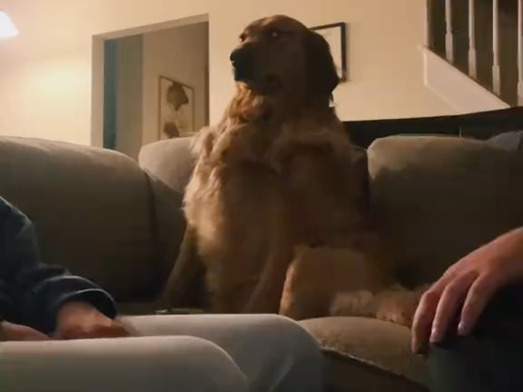 The dog sighs: “Now it should finally be okay, right?”