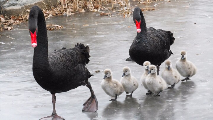 A black swan couple and their kids walk on the ice