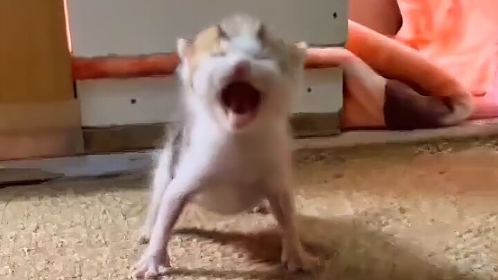 ฉัน! ต้อง! กิน! ข้าว!!!