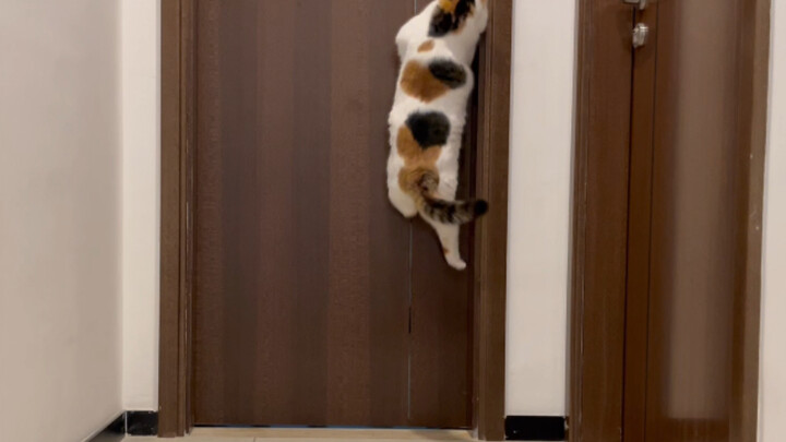 [Động vật]Chú mèo của tôi nhảy lên mở cửa phòng tắm