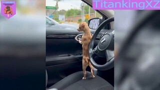 Cái gì đấy cho hóng với đi #animalfunny