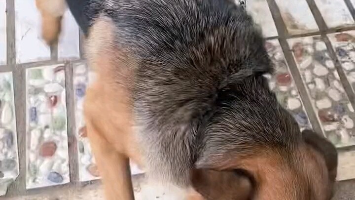 Sudah pulang! Saat pergi dulu, usiamu baru beberapa bulan!