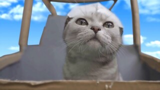 My cat turned into light, Ultraman Tiga replica~