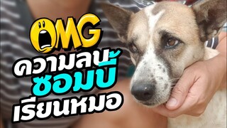 ซอมบี้ เรียนหมอมา OMG! ฮาขำน่ารัก ปนเศร้า พ่อขี้สงสัยกับซอมบี้ลูกแสนรู้ #หมาซอมบี้
