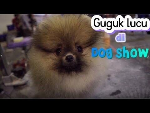 DOG SHOW DI SURABAYA SERU BANGET!!