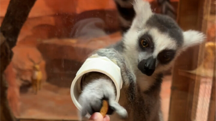 Isn’t this super fun zoo worth checking out?