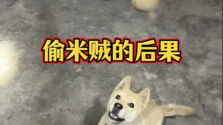 Let me show you just how brutal "the plane" can be—this is what happens to those who steal rice!