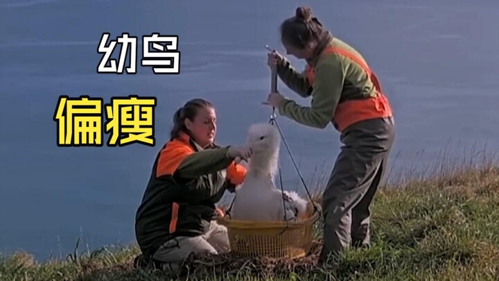 Those heartwarming animal videos!