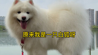 萨摩耶：原来我是一只白狐呀