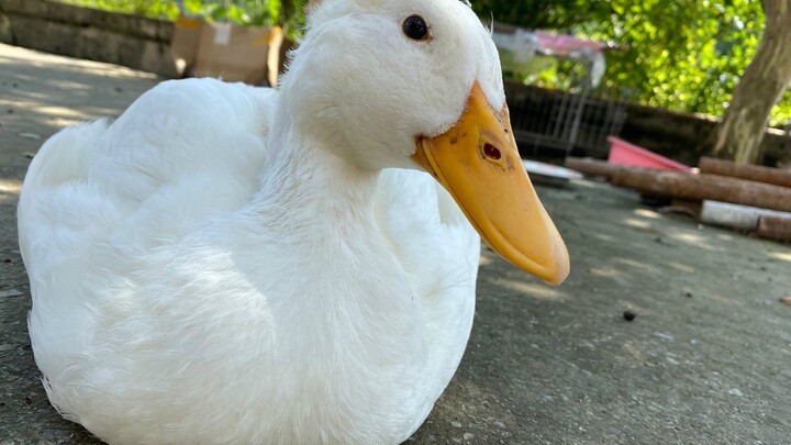 ไปที่ไหนก็มีไก่เป็ดหลายตัวตามติดอยู่ตลอด รู้สึกยังไงนะ? พอเห็นฉัน พวกมันก็เหมือนได้เจอพ่อแม่ของมันเล