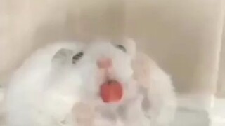 🐭🐭🐭